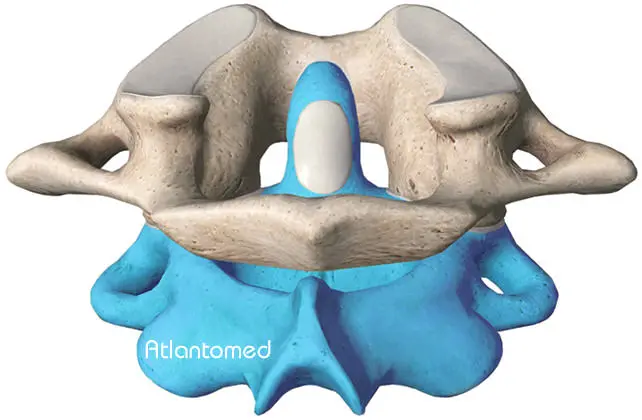 Le prime 2 vertebre cervicali: Atlante ed Epistrofeo