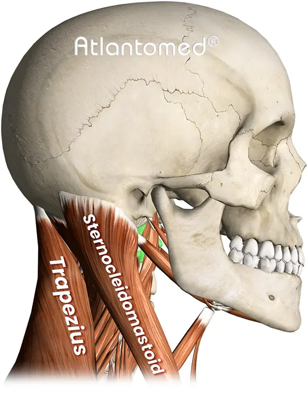 Tensione muscolare cervicale e cefalea muscolo-tensiva