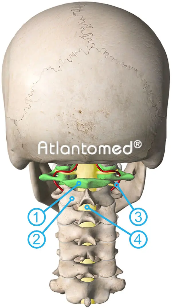 7 vértebras cervicales y corrección del Atlas