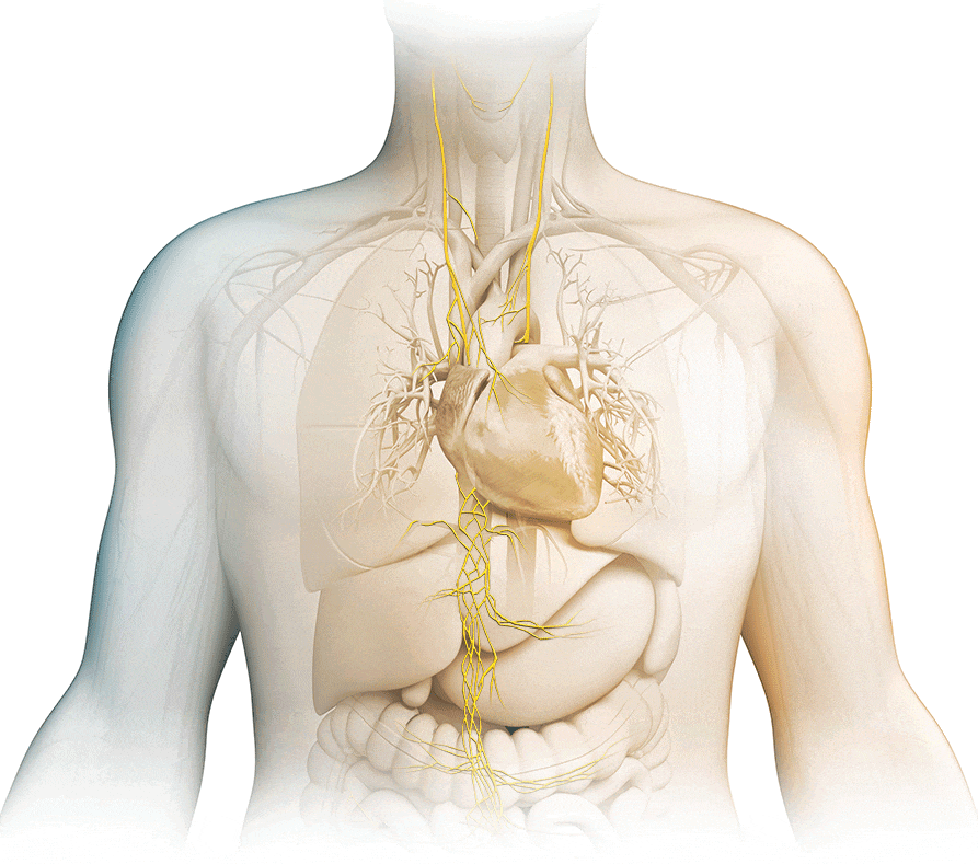 Funzioni del nervo vago