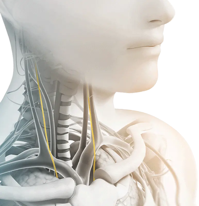 El Atlas y el sistema nervioso autónomo