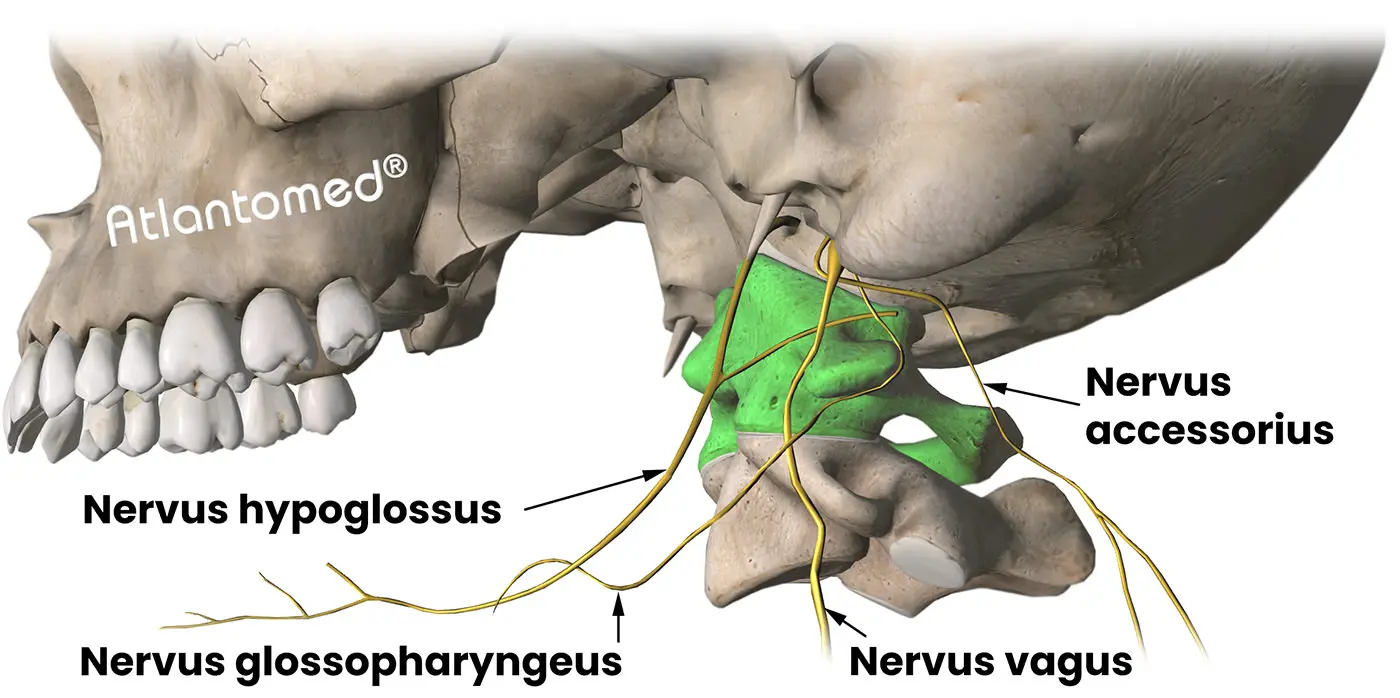 Nerf accessoire, nerf glossopharyngien, nerf vague, nerf hypoglosse et désalignement de l'Atlas